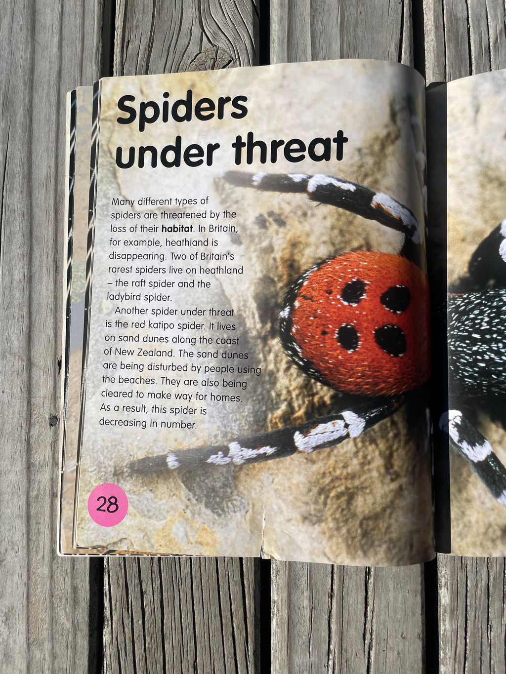 Spiders - Sally Morgan