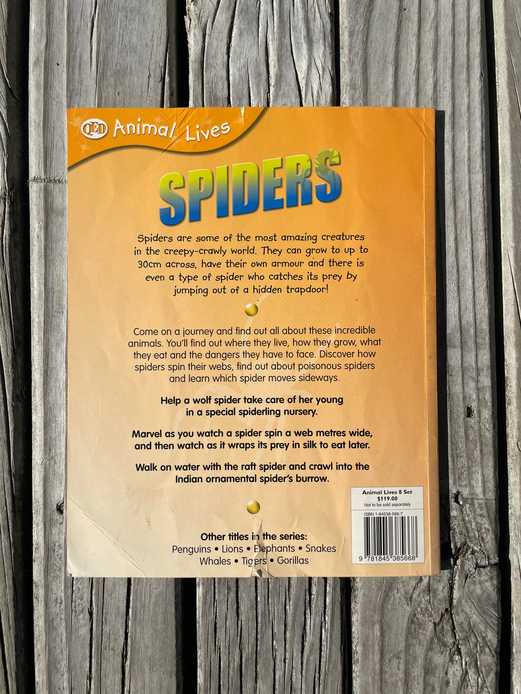 Spiders - Sally Morgan