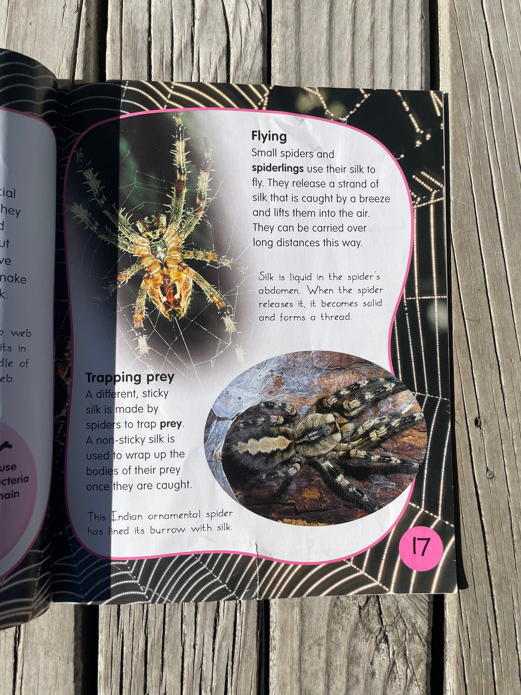 Spiders - Sally Morgan