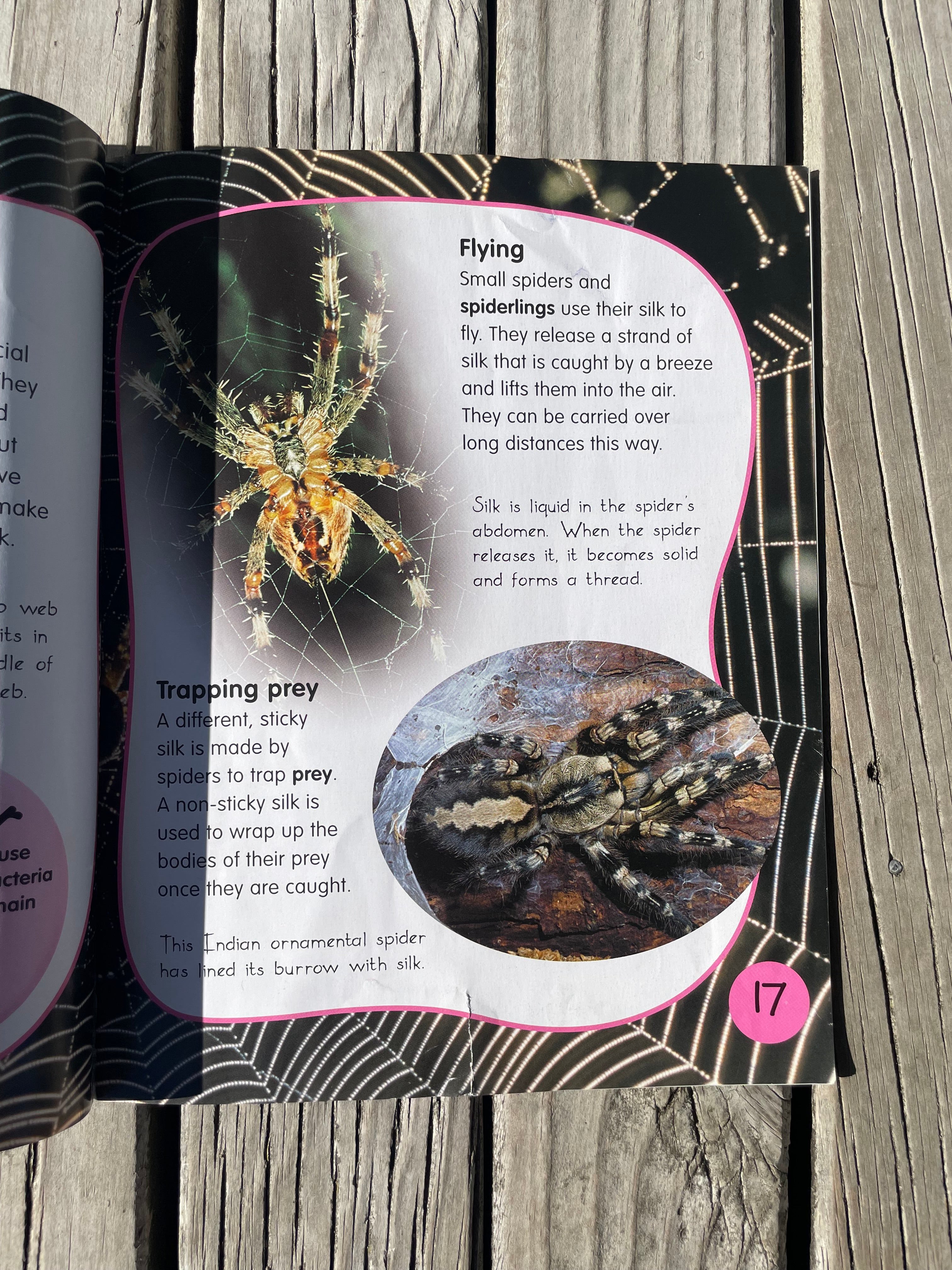 Spiders - Sally Morgan